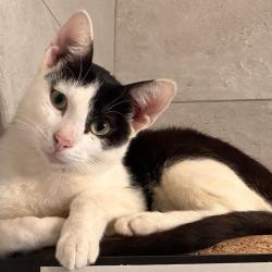 Chat - Charlie