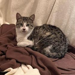 Chat - COMETE