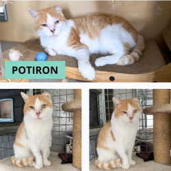 Chat - POTIRON
