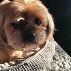 Chien - COQUIN