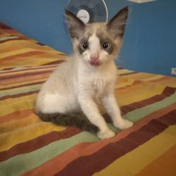 Chat - KITTO (blanc et créme fleur)
