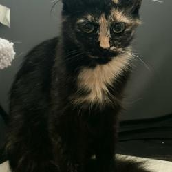 Chat - NYRA