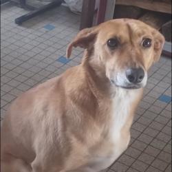 Chien - Daisy