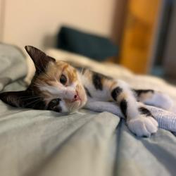 Chat - MASSILIA