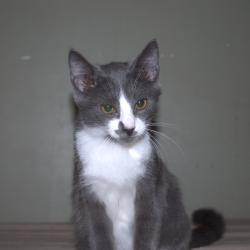 Chat - Shadow