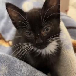 Chat - Bonnie