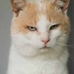 Chat - Easter