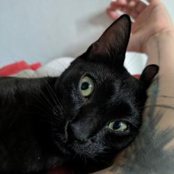Chat - GABI