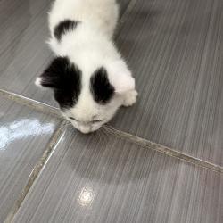 Chat - FINN