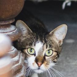 Chat - GAMMA