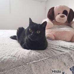 Chat - HILDO
