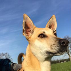 Chien - Cléo