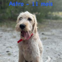 Chien - Astro