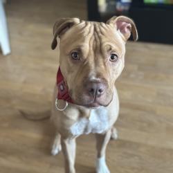 Chien - O'DOG