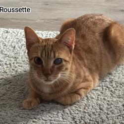 Chat - ROUSSETTE