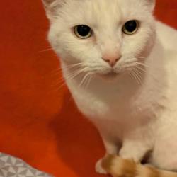 Chat - PELUCHE