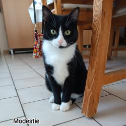 Chat - MODESTIE