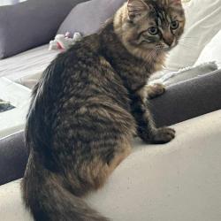 Chat - VENUS