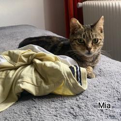 Chat - MIA