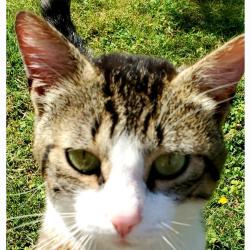 Chat - MODJO