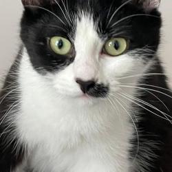 Chat - MIMIE