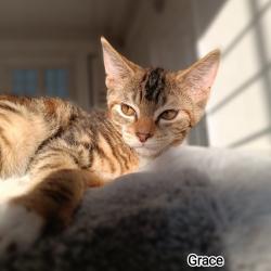 Chat - GRACE
