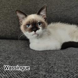 Chat - WASSINGUE
