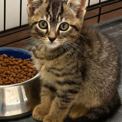 Chat - BAXTER