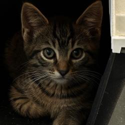 Chat - AVERY