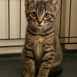 Chat - JAMES