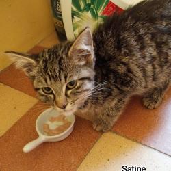 Chat - SATINE