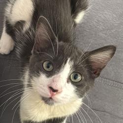 Chat - YUKI