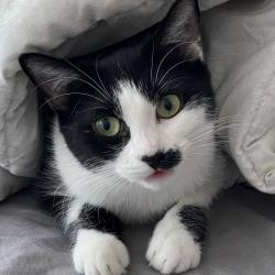 Chat - MIMIE