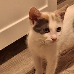 Chat - MYSTIC