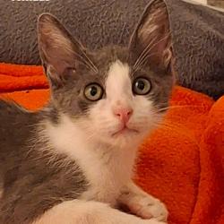 Chat - TORNADE