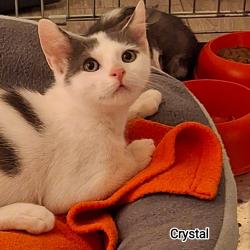 Chat - CRYSTAL