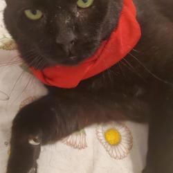Chat - XEROX