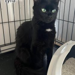 Chat - LYNA