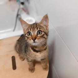 Chat - Gribouille