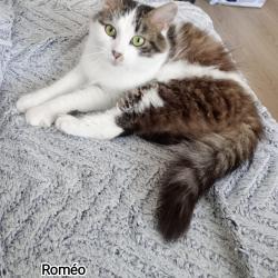 Chat - ROMEO