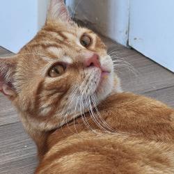 Chat - TANGO