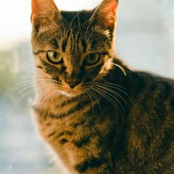 Chat - Giti