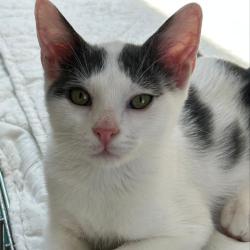 Chat - CRYSTAL