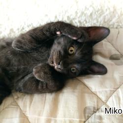 Chat - MIKO