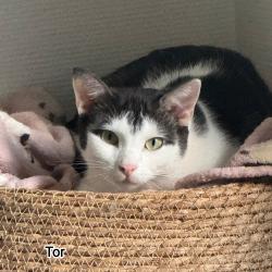 Chat - TOR