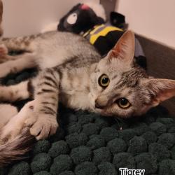 Chat - TIGREY