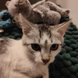 Chat - BLIZZ