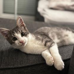 Chat - Arlo