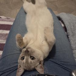 Chat - Angus