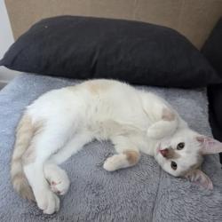 Chat - Andy